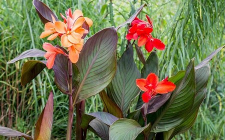 fiche entretien Canna indica plantation arrosage apport engrais hivernage balisiers