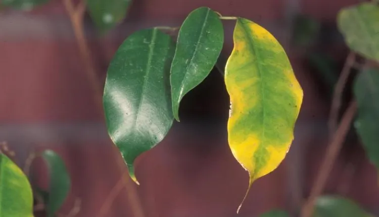 ficus perd ses feuilles pourquoi que faire feuilles jaunes tombent causes