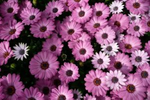 fleurs qui résistent à la chaleur