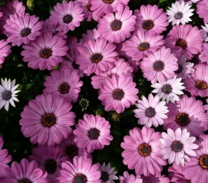 fleurs qui résistent à la chaleur