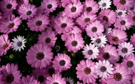 fleurs qui résistent à la chaleur