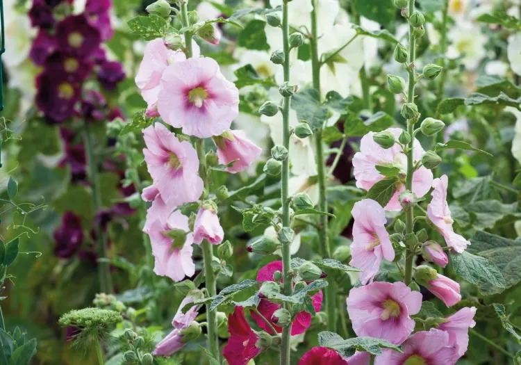 graines de rose trémière plante embellit jardin anglais différentes couleurs