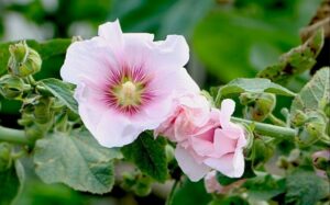 graines de rose trémière quand comment planter avril mai serre endroit couvert