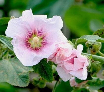 graines de rose trémière quand comment planter avril mai serre endroit couvert