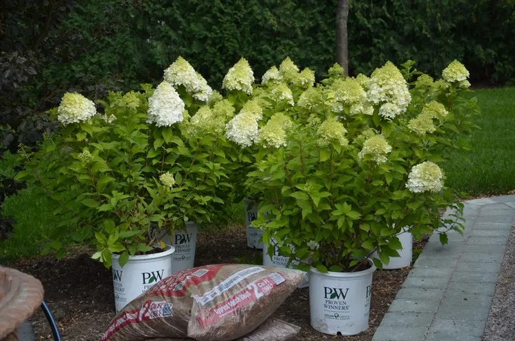 hortensia paniculata blanc maladies ravageurs