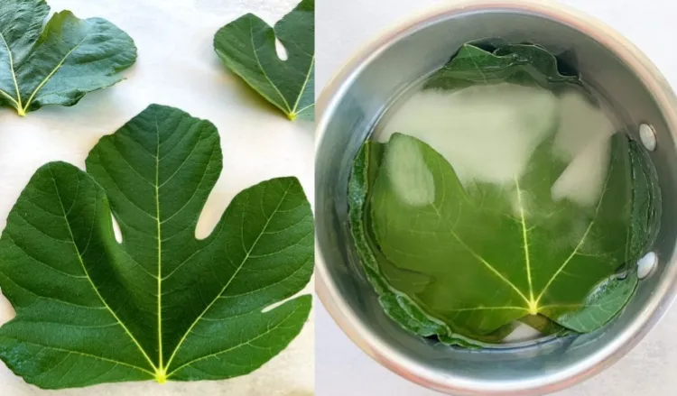 recipe ideas fig tree leaves syrup cocktails summer plants punch