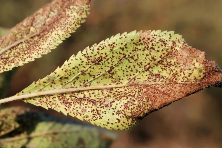 Maladies du prunier