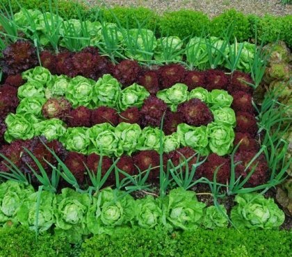 légumes-feuilles et salades dans le jardin