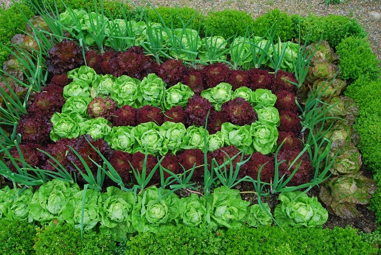 légumes-feuilles et salades dans le jardin