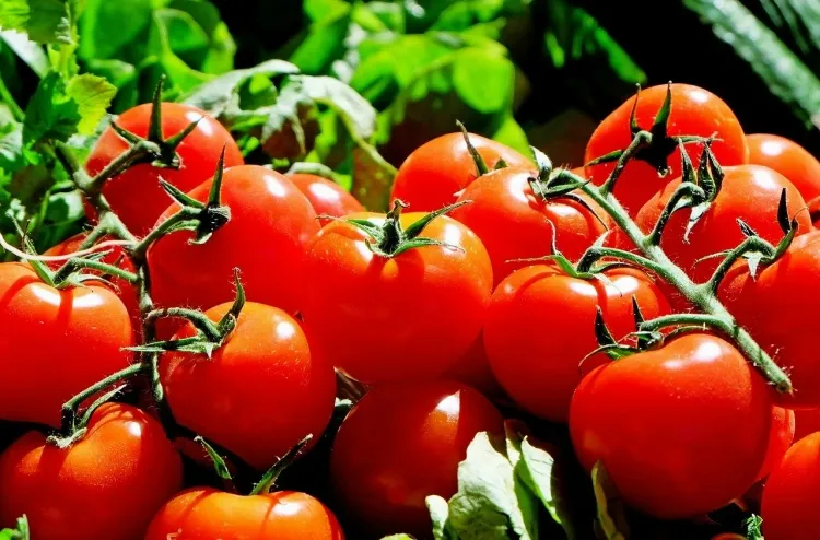 légumes sans arrosage combinaison sol variétés hybrides résistant chaleur tomates courgettes
