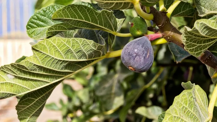 les figues tombent avant de mûrir pourquoi maladies mozaïque figues tache foliaire brûlure rose