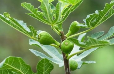 les figues tombent causes stimuler croissance arbre jeune fertiliser engrais minéral