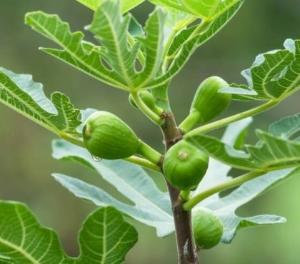les figues tombent causes stimuler croissance arbre jeune fertiliser engrais minéral