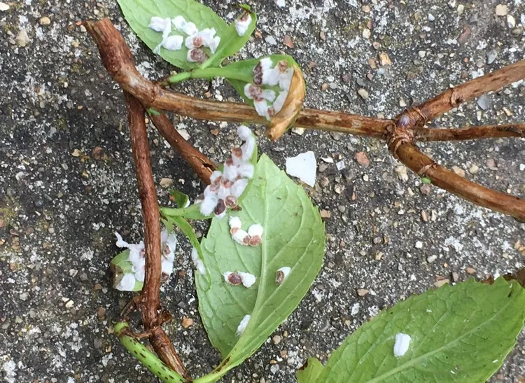 maladie hortensia cocon blanc comment reconnaitre comment se debarrasser des cochenilles sur les hortensias