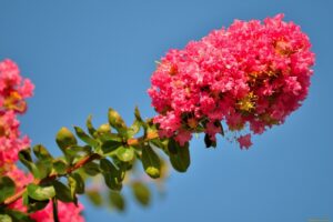 mon lilas des indes ne fleurit pas que faire