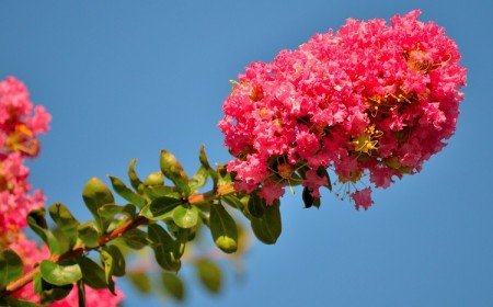 mon lilas des indes ne fleurit pas que faire