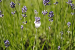 petite mousse blanche sur les plantes