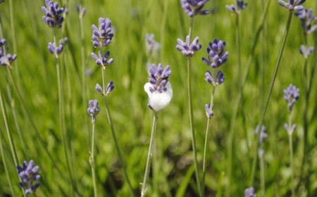 petite mousse blanche sur les plantes