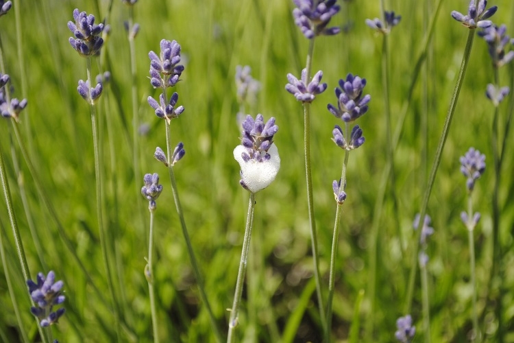 petite mousse blanche sur les plantes