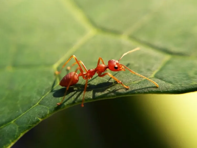 peut-on éloigner les fourmis du jardin cause changements climatiques danger calamité