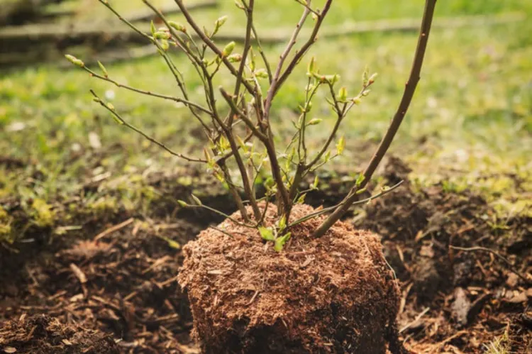 planter un myrtillier terre comment cultiver myrtilles jardin potager verger