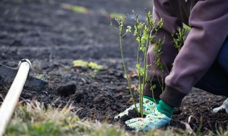 planter un myrtillier