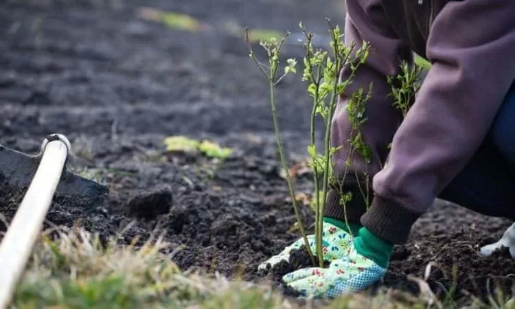planter un myrtillier terre comment cultiver myrtilles profiter fruits