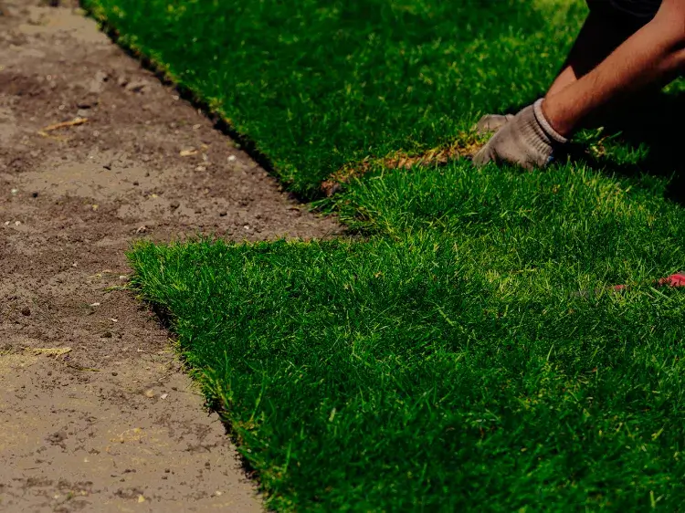 poser rouleau gazon quand comment faire nouvelle belle pelouse entretien