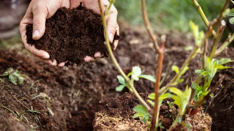 potager sans arrosage sol variété paillage compost enrichissant formule gagnante