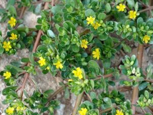 pourpier vivace grandes feuilles juteuses succulentes tiges rouges
