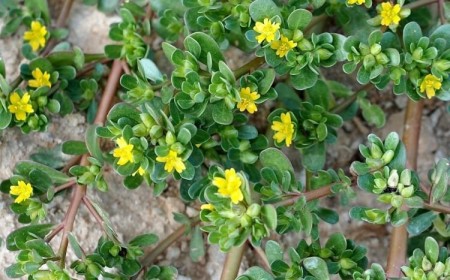 pourpier vivace grandes feuilles juteuses succulentes tiges rouges