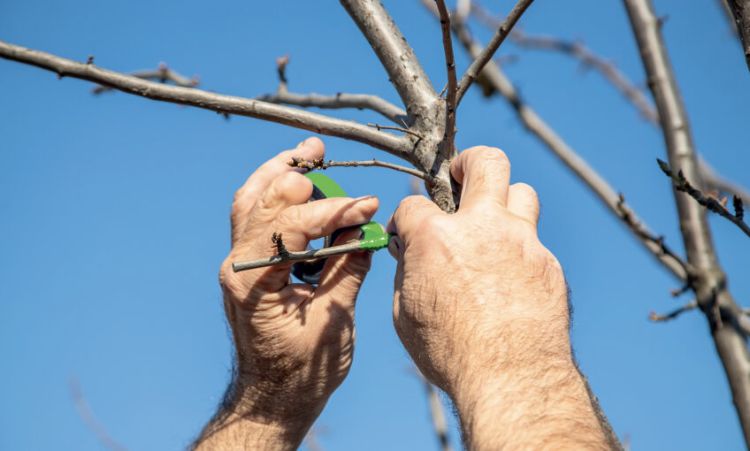 pourquoi et comment greffer un arbre fruitier en août