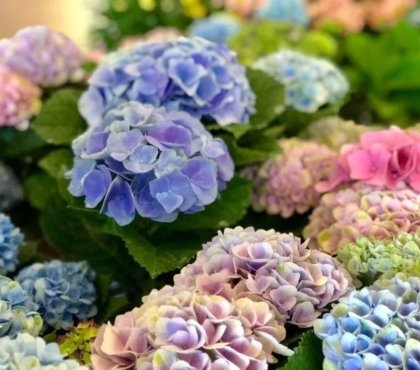 pourquoi hortensia bleu devient vert quelles sont les raisons