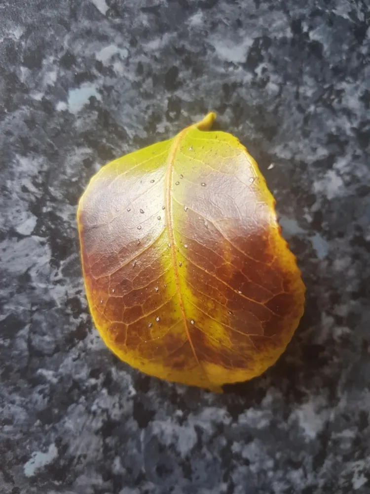 pourquoi les feuilles de mon camélia brunissent