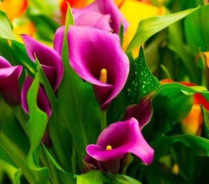 pourquoi un arum ne fleurit pas les raisons pour lesquelles la calla ne produit pas de fleurs conseils astuces jardinage