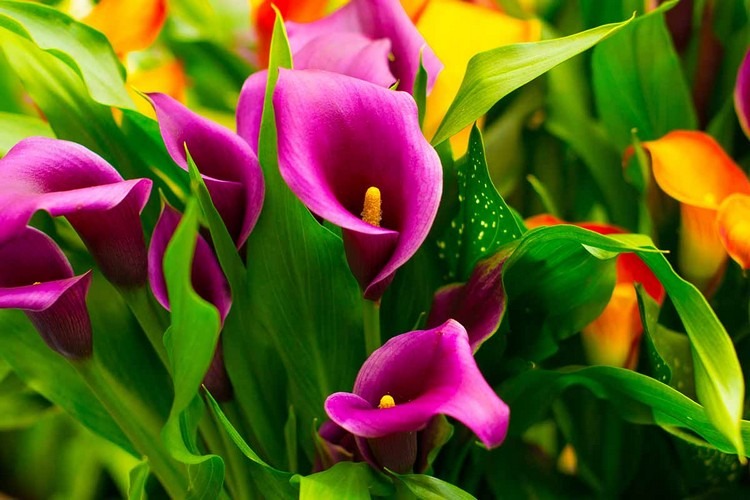 pourquoi un arum ne fleurit pas les raisons pour lesquelles la calla ne produit pas de fleurs conseils astuces jardinage