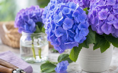 Hortensia bleu et lavande en pleine floraison pour bouturer au printemps ou en été