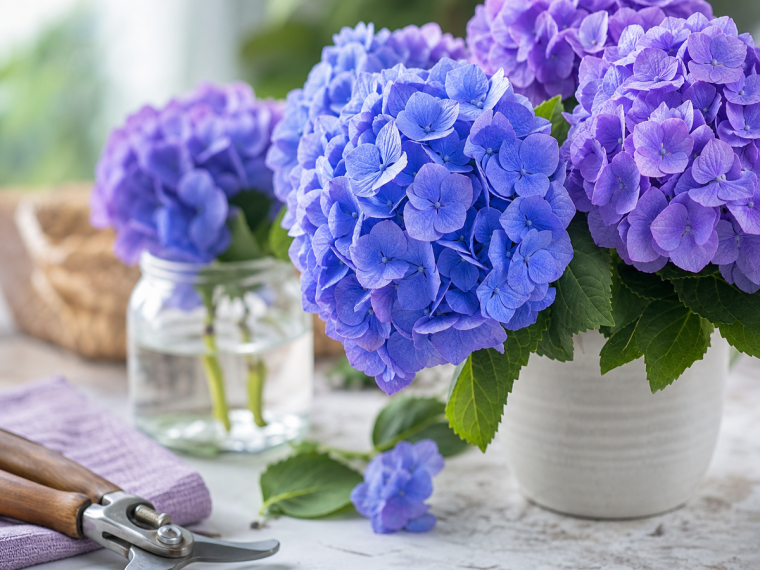 Hortensia bleu et lavande en pleine floraison pour bouturer au printemps ou en été