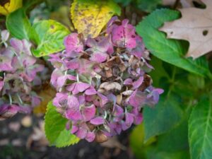 quand couper les fleurs d hortensia fanées