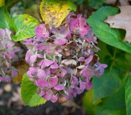 quand couper les fleurs d hortensia fanées