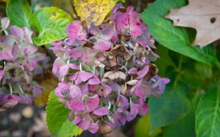 quand couper les fleurs d hortensia fanées