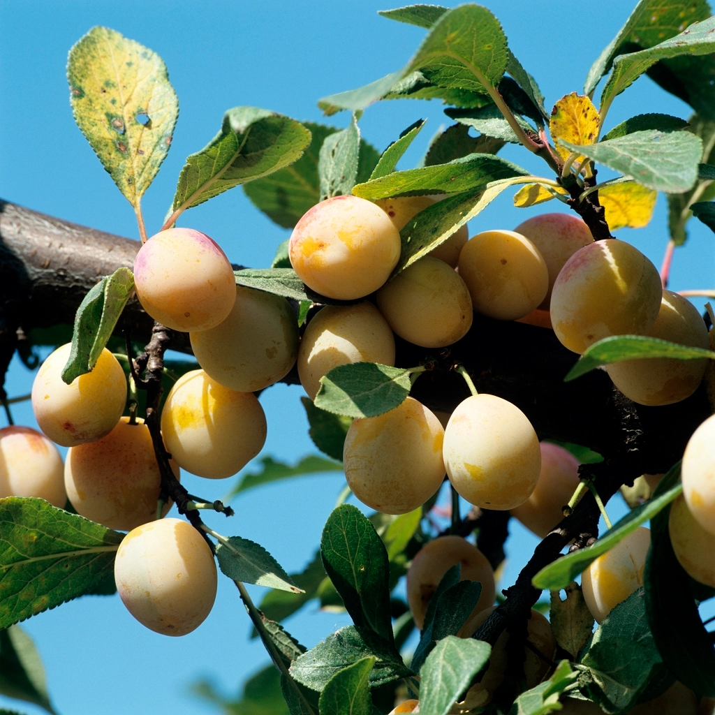 Planter un noyau de prune mirabelle