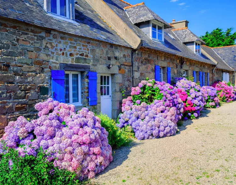 Quand et comment tailler les hortensias