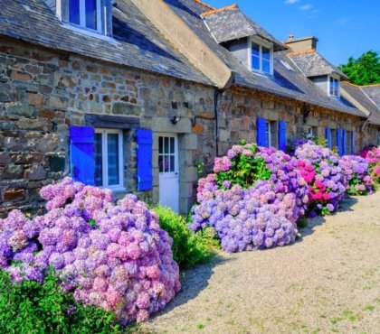 quand et comment tailler les hortensias en 2022