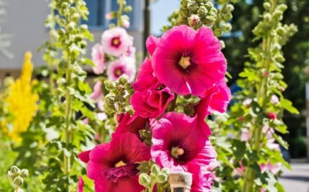 quand semer les graines de roses trémières tailler cesser prolifération floraison passée