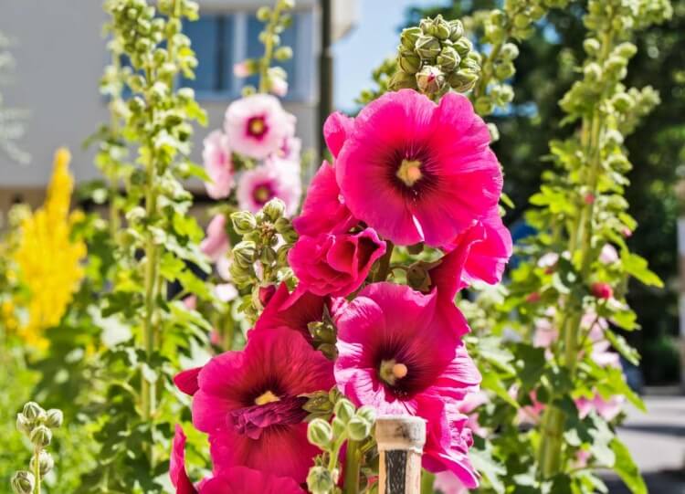 quand semer les graines de roses trémières tailler cesser prolifération floraison passée