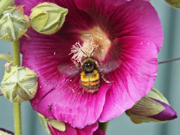 quand semer les roses trémières abeilles bourdons pollinisateurs source nectar