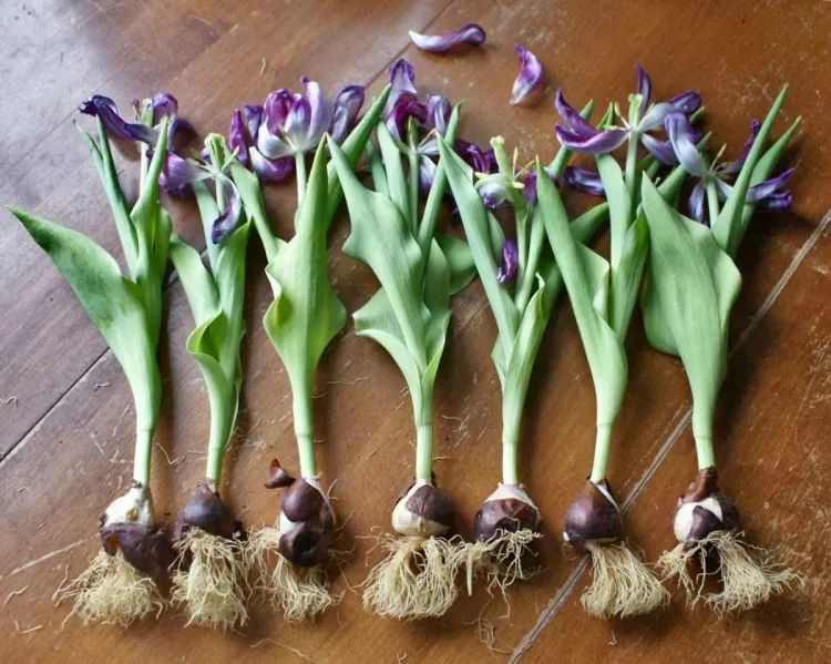 que faire en août au potager retirer bulbes tulipes replanter