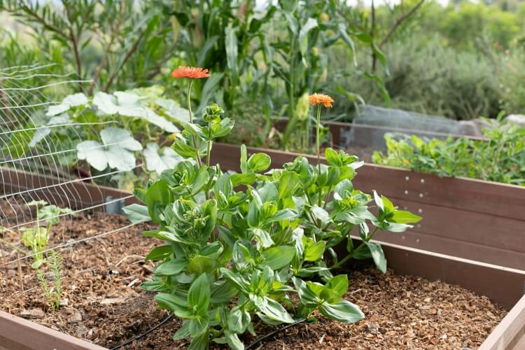 que faire en août dans le jardin travail remédier dégâts sécheresse