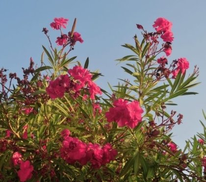 quel engrais pour laurier rose éliminer branches mortes stimuler croissance plantes